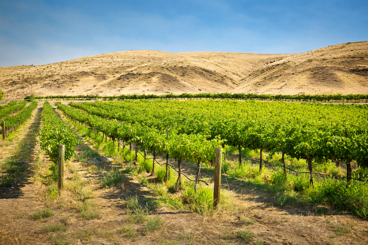 Panoramic Image of Richland, WA